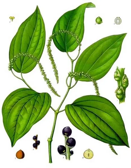 Meredek paprika ~ aromahimiya