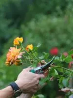 Hogyan terjednek Hibiscus Hogyan terjednek Hibiscus