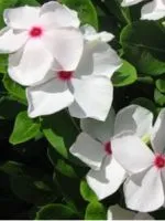 Hogyan terjednek Hibiscus Hogyan terjednek Hibiscus