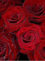 Hogyan terjednek Hibiscus Hogyan terjednek Hibiscus