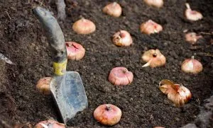 Mi ültetett a kardvirág