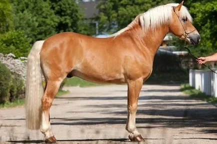 Mi a ló öbölben