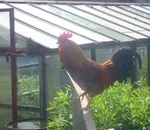 Csirkék Peck kakas