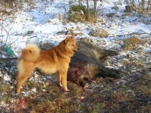 Husky, Huskies mindenféle fotó és videó (a nyugat-szibériai husky) Laika, mindenféle husky fotókkal és videó