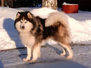 Husky, Huskies mindenféle fotó és videó (finn) Laika, mindenféle husky fotókkal és videó