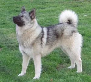 Husky, Huskies mindenféle fotó és videó (megtekintés) Laika, mindenféle husky fotókkal és videó