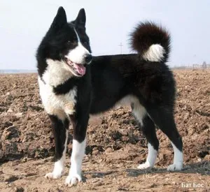 Husky, Huskies mindenféle fotó és videó (norvég) Laika, mindenféle husky fotókkal és videó