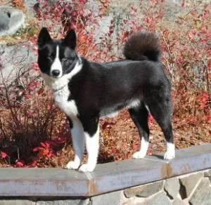 Husky, Huskies mindenféle fotó és videó (a nyugat-szibériai husky) Laika, mindenféle husky fotókkal és videó