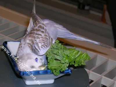 a fürdővíz budgies