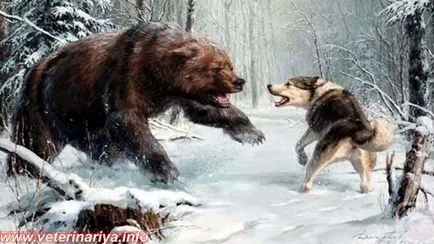Husky és fajták