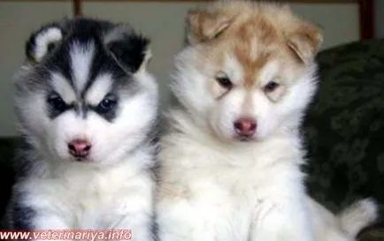 Husky és fajták