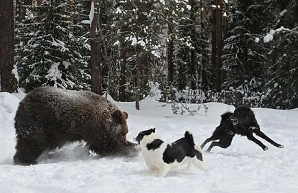 Laika (kutya) fotók, fajta leírás, karakter, szabványok és az árak