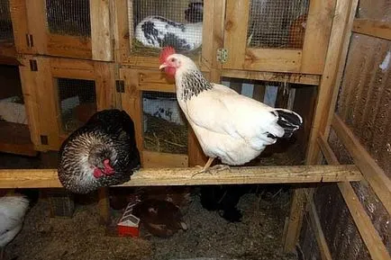 Csirkék Peck kakas okai és mit kell csinálni