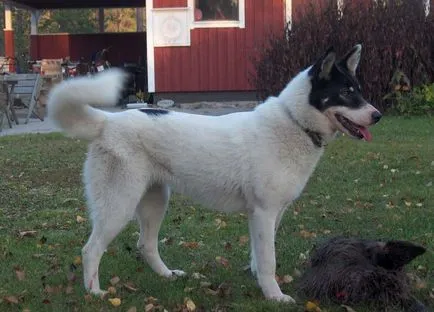 Laika (kutya) fotók, fajta leírás, karakter, szabványok és az árak