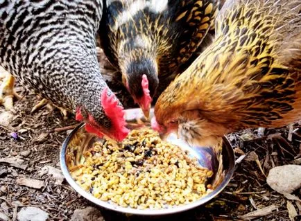 Csirkék Peck kakas okai és mit kell csinálni