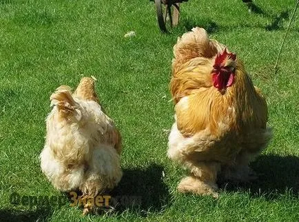 Csirkék Cochin Kína Fajtajegyei, hogyan kell kiválasztani a tartalom a hiba (különösen) Csirkék Cochin Kína Fajtajegyei, hogyan kell kiválasztani a tartalom a hiba