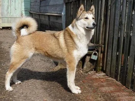 Laika (kutya) fotók, fajta leírás, karakter, szabványok és az árak