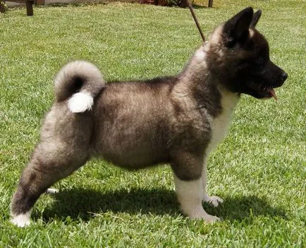 Laika fotók és képek, Fajtajegyei, gondozási tippek