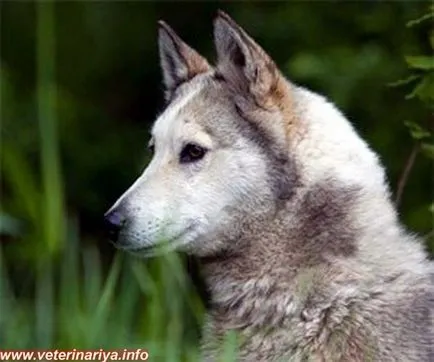 Husky és fajták