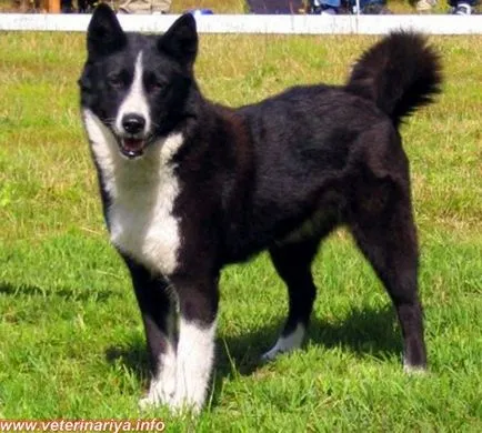 Husky és fajták