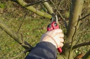 A legjobb tanácsot metszés almafák