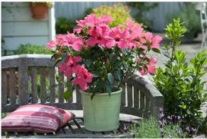 Gyorsan és egyszerűen vigyázni hibiszkusz (kínai rózsa) a hazai