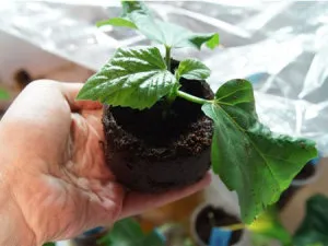 Gyorsan és egyszerűen vigyázni hibiszkusz (kínai rózsa) a hazai