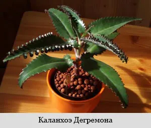 Kezelés csigolyaközi sérvek műtét nélkül, hatékony módszerek