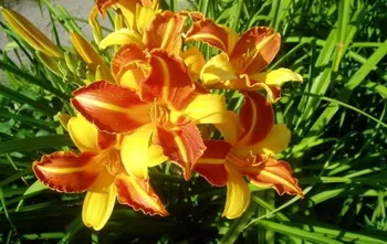 Hemerocallis - daylily termesztés - ellátás és transzplantáció daylily