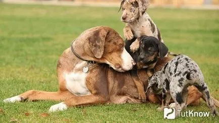 Louisiana Catahoula Leopárdkutya ellátás kölykök árát
