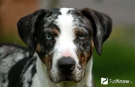 Louisiana Catahoula Leopárdkutya ellátás kölykök árát