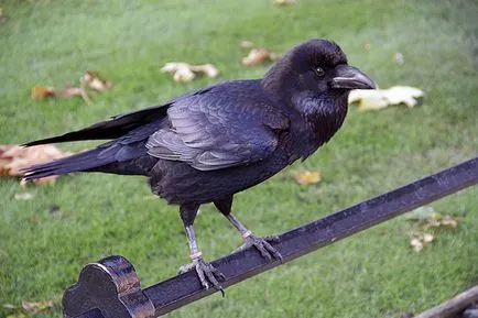 Tower of London Tower of London magát