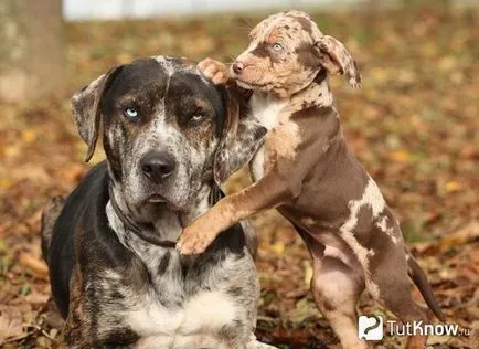 Louisiana Catahoula Leopárdkutya ellátás kölykök árát