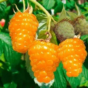 Raspberry fa (arany, testes, mese, Tarusa) leírása fajták, telepítése és karbantartása, szorzás