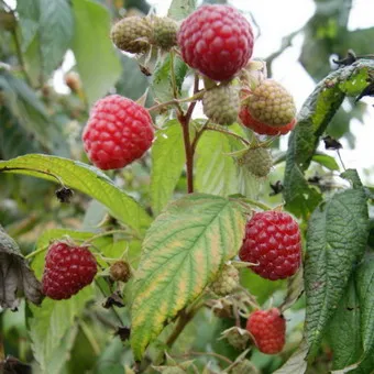 Raspberry fa fotó és leírás shtambovoy málna, málna fajta fák fotók