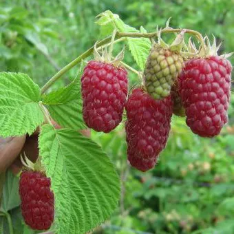 Raspberry fa fotó és leírás shtambovoy málna, málna fajta fák fotók