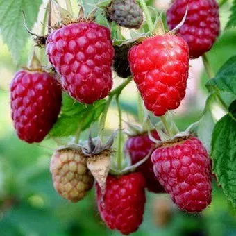 Raspberry fa fotó és leírás shtambovoy málna, málna fajta fák fotók