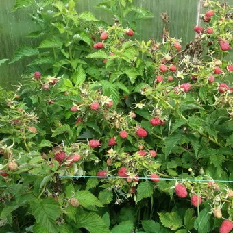 Raspberry fa fotó és leírás shtambovoy málna, málna fajta fák fotók
