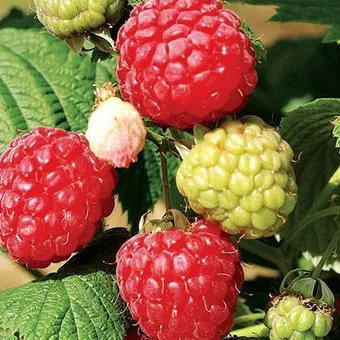 Raspberry fa fotó és leírás shtambovoy málna, málna fajta fák fotók