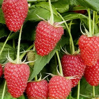 Raspberry fa fotó és leírás shtambovoy málna, málna fajta fák fotók