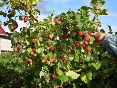 Raspberry fa (arany, testes, mese, Tarusa) leírása fajták, telepítése és karbantartása, szorzás