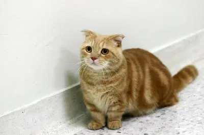 Munchkin rövid lábak siker nem akadály