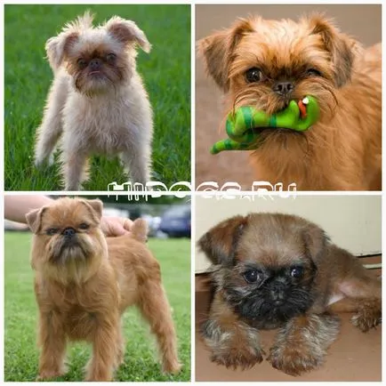 Kis kutyafajták