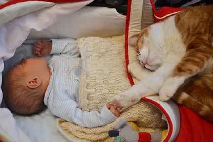 Milota határok nélkül 23 kép a legkedvesebb gyermekek macskák