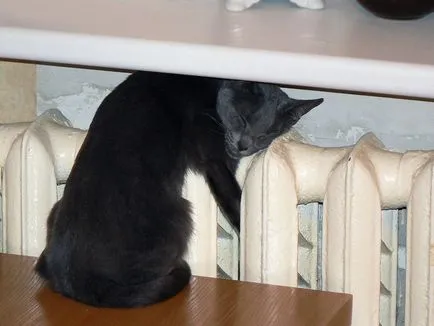 Akár egy macska megfagy télen óvoda skót macskák stílus jázmin g (Scottish fold) Akár egy macska megfagy télen óvoda skót macskák stílus jázmin g