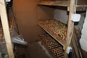 Montbretsiya ültetés és gondozás a nyílt terepen, a titkok a termesztés, szaporítás szabályok elleni küzdelem