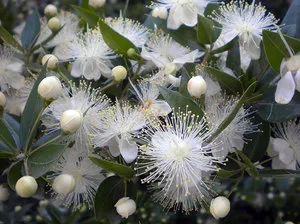 Myrtle virág otthoni gondozást, fotó mirtuszfák, különösen gondozó cserepes