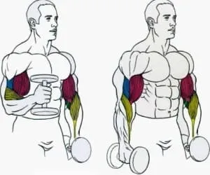 Hammer - Gyakorlat bicepsz
