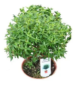 Myrtle virág otthoni gondozást, fotó mirtuszfák, különösen gondozó cserepes