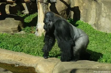 Moszkvai állatkertben torlasz Moszkva (Moscow Zoo) Moszkva Állatkert a barikádokon Moszkvában